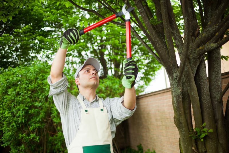 Tree and Shrub Care Services