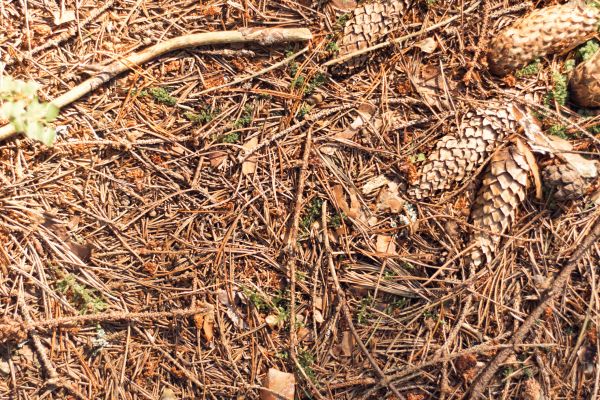 Pine Needles Removal in Edmonds