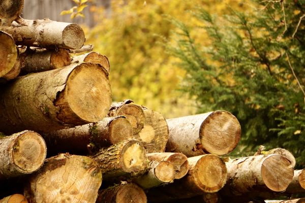Wood Pile Removal in Edmonds