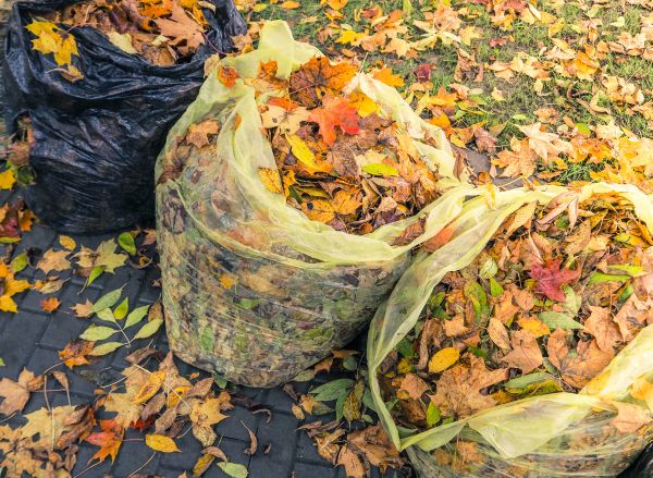 Yard Cleanup Service in Edmonds