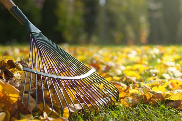 Leaf Raking Service in Edmonds