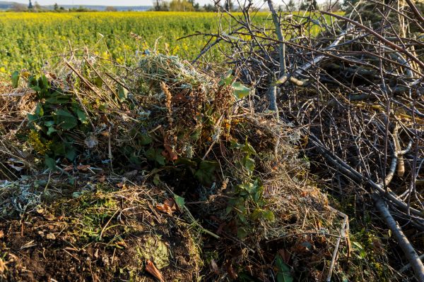 Brush Disposal in Edmonds