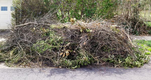 Tree Limb Cleanup in Edmonds