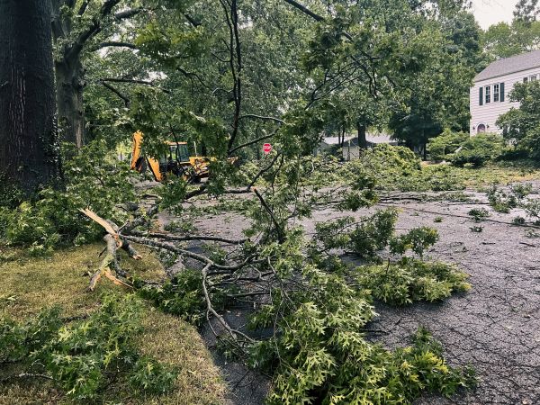 Tree Branch Disposal in Edmonds