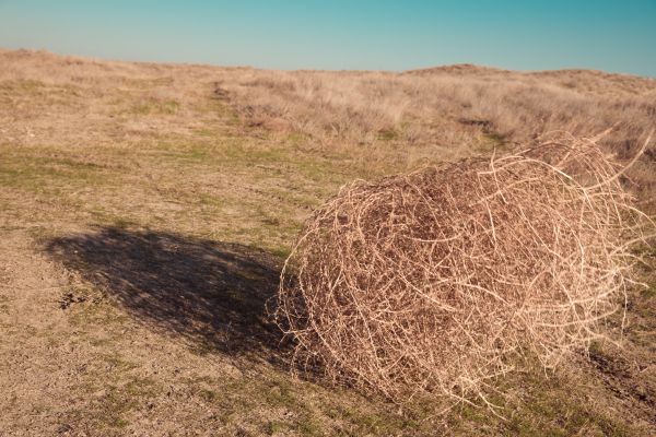 Tumbleweed Removal in Edmonds