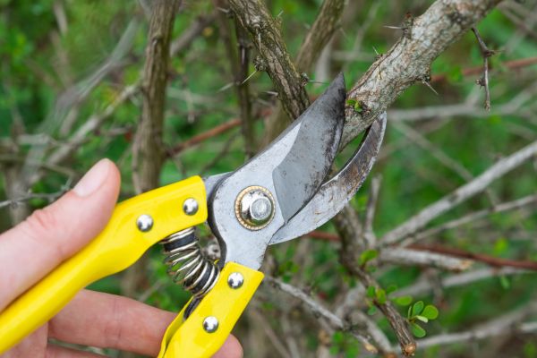 Limbs Removal in Edmonds