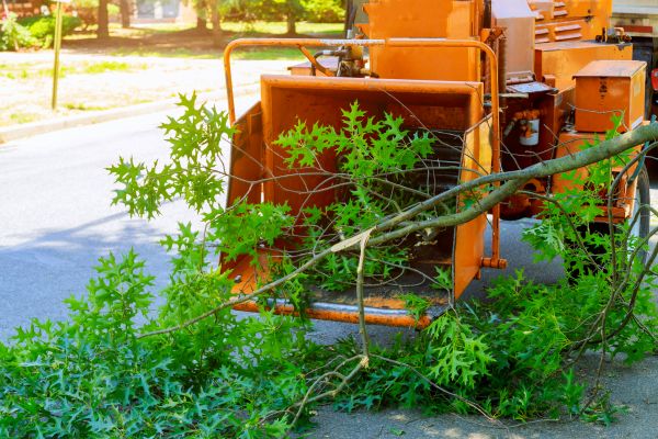 Tree Branches Removal in Edmonds