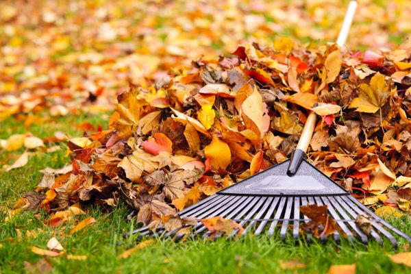 Yard Leaf Removal in Edmonds