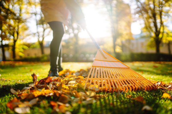 Leaves Raking in Edmonds