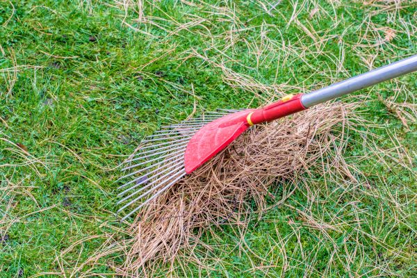 Yard Raking in Edmonds