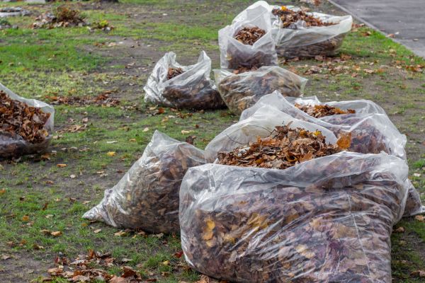 Leaf Pile Disposal in Edmonds