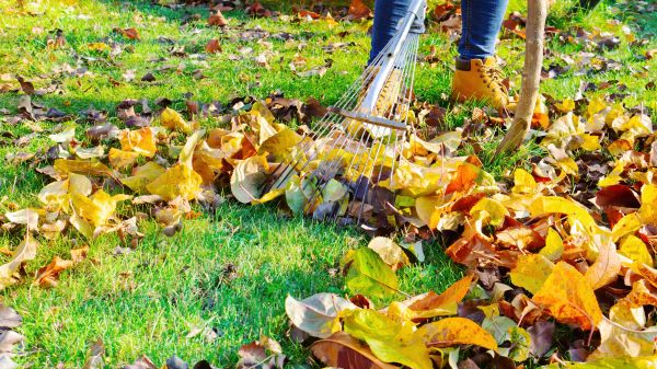 Lawn Cleanup Service in Edmonds