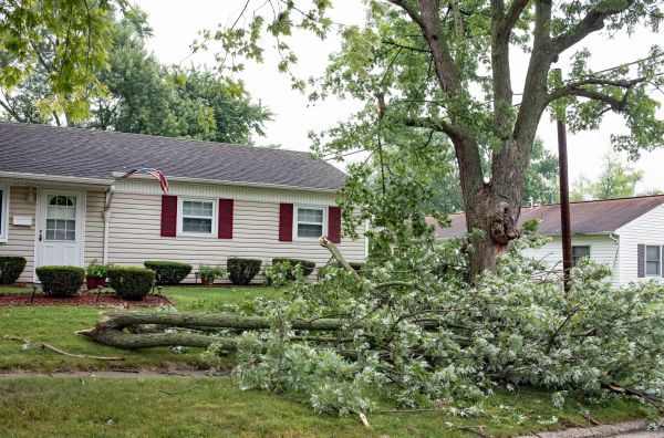 Fallen Branch Removal in Edmonds