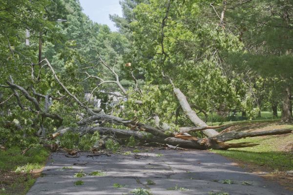Tree Debris Removal in Edmonds